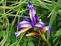 Iris graminea