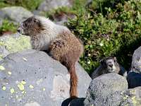 Marmots on Baker