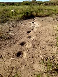 Allosaurus Tracks very near Black Mesa OK trailhead