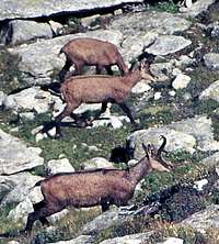 Animals of the Gran Paradiso National Park:  <br>group of chamoises (Rupicapra rupicapra)