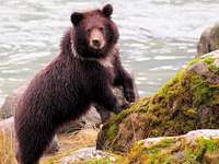 cub on the Chilkoot