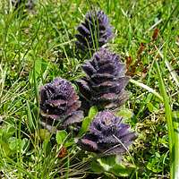 Ajuga piramidalis