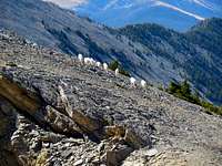 Mountain goat herd