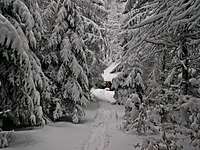 Western Bieszczady Woods at Winter