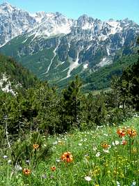 Valbona valley-lily flowers