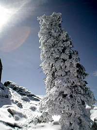 Cool tree on the summit of...