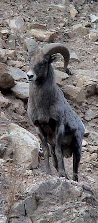 Young Male Big Horn Sheep