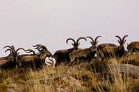 Male Gredos Ibex