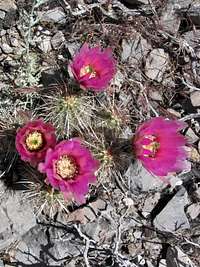 Cactus Flowers Blooming
