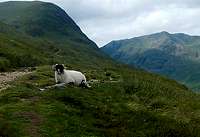 Guardian sheep on St. Sunday Crag