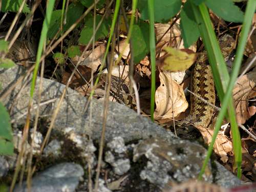 Female viper