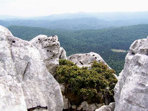 Juniper on the summit of Bjelolasica