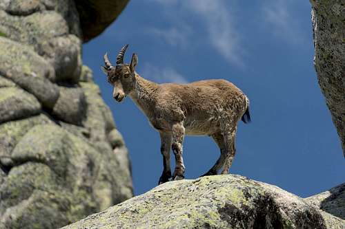 Iberian Ibex Lady