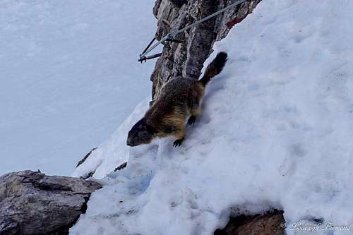 Marmot in the snow