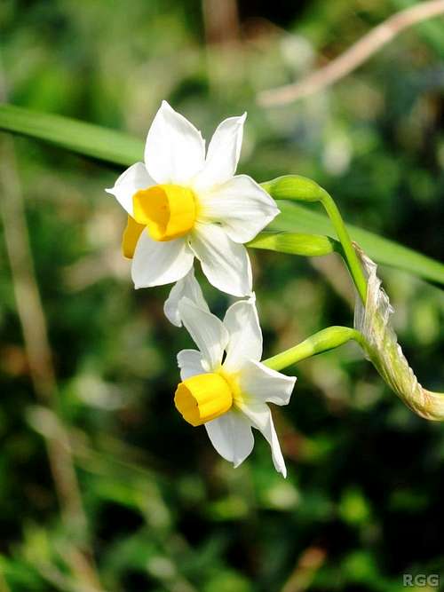 <i>Narcissus tazetta</i>