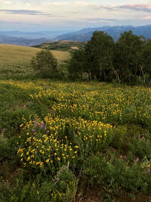 Southern Slope Wildflowers