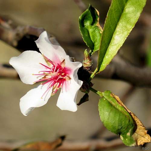 Almond flower (<i>Prunus dulcis</i>) near Tarxien, Malta