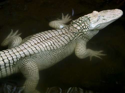 Albino Gator