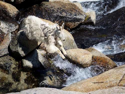 Leaping Goat
