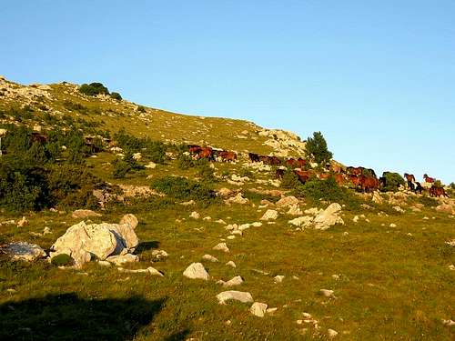 Horses in Velika Kapela