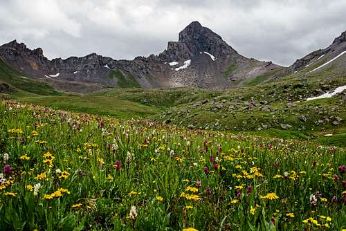 Wetterhorn Peak and Flowers