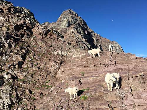 Mountain Goats on Saddle
