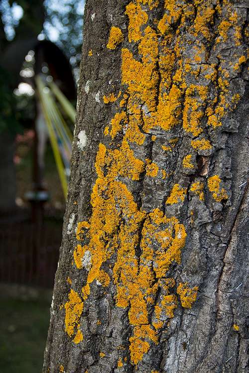 Sycamore lichens