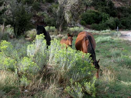 A Family of Wild Horses We Saw on the Drive out of Kyle Canyon