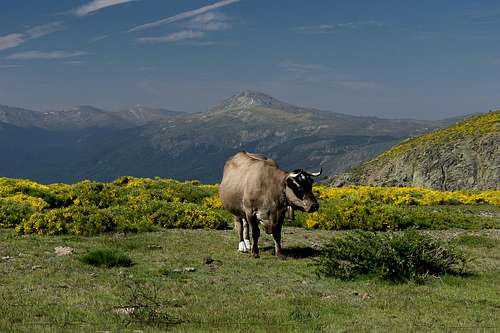 Peñalara with cow poser
