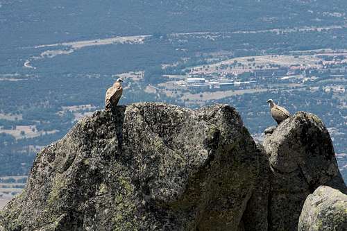 Two griffon vultures high on their perches