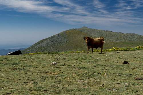 Cow poser in front of La Maliciosa