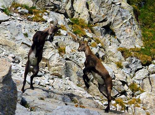 Puppies of ibex playing near Passo di Casamadre