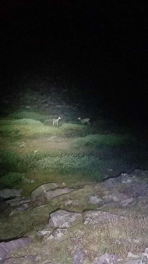 King's Peak deer