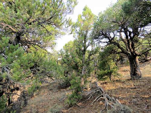 Juniper forest on the Yampa Plateau