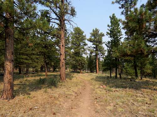 Trail in the sparse forest