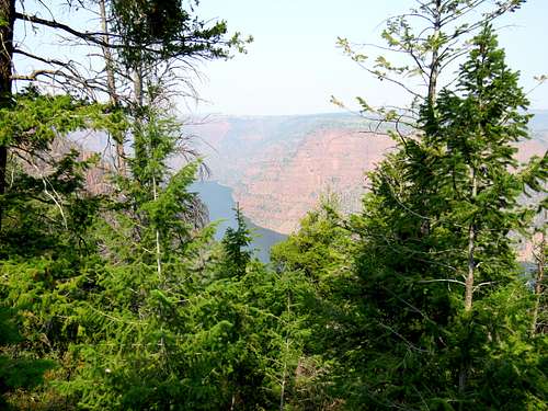 Trees obstricting the view