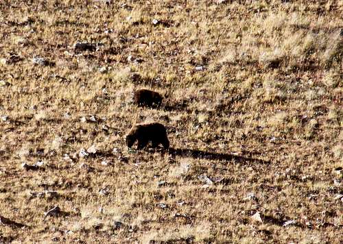 Bears in Cooper Creek basin