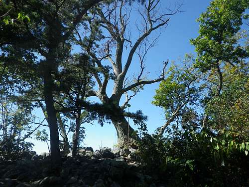 Landmark Tree