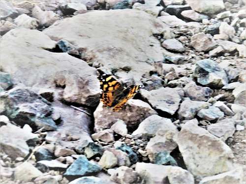 Butterfly at the summit