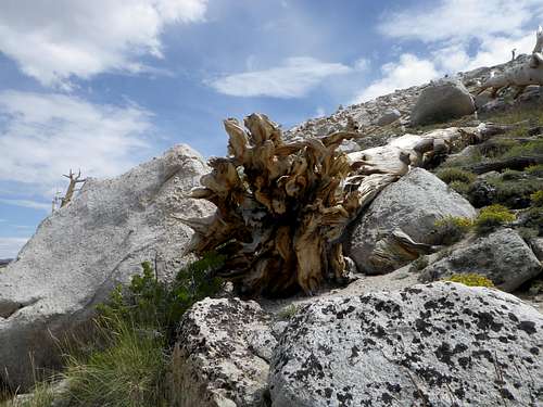 Root, Rock