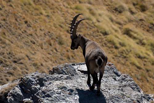 Male Ibex just beneath Zerbion's summit