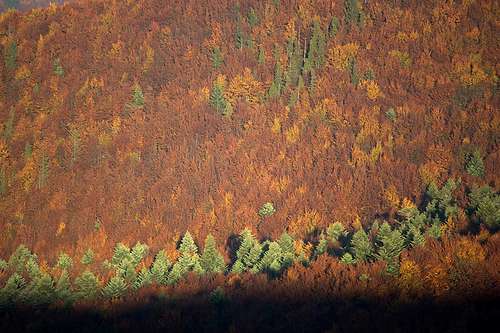 October woods in Bieszczady