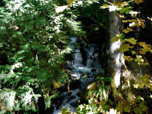 Waterfall through the trees!!