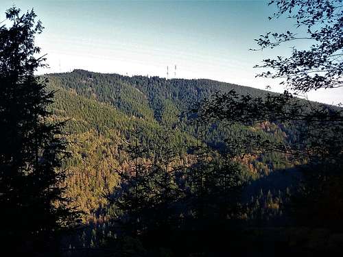Another West Tiger picture