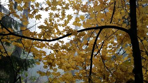 Stunning fall maple
