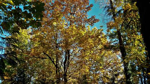 Fall colors on Cedar Mountain