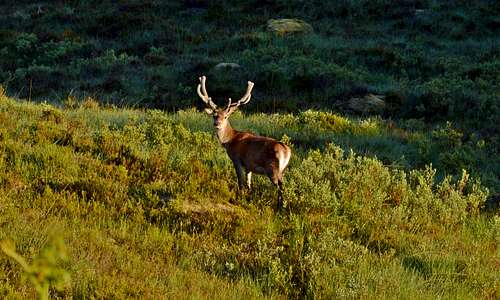 Deer in Glen Affric