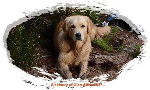Meet Sir Henry of Glen Affric