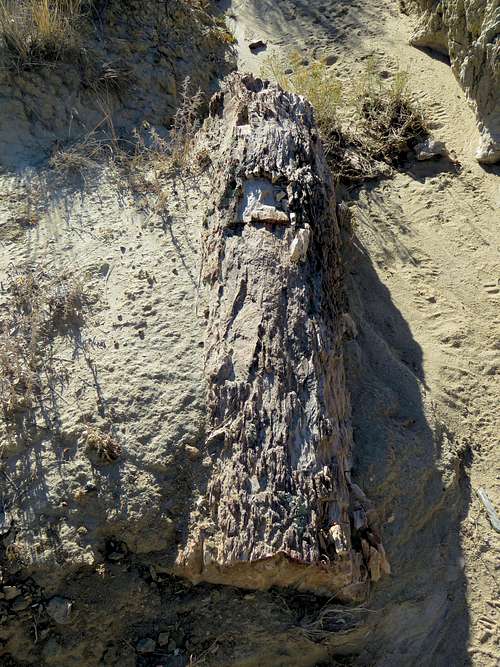 Petrified log