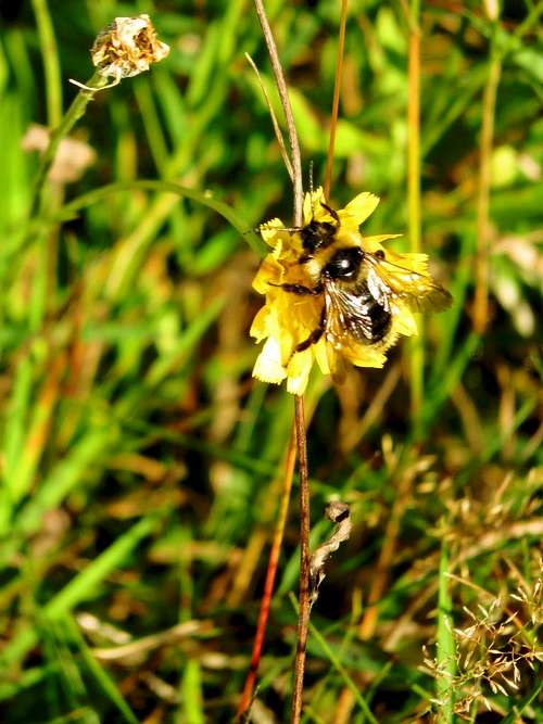 A bumblebee visiting a hawkweed flower in the Karkonosze mountains